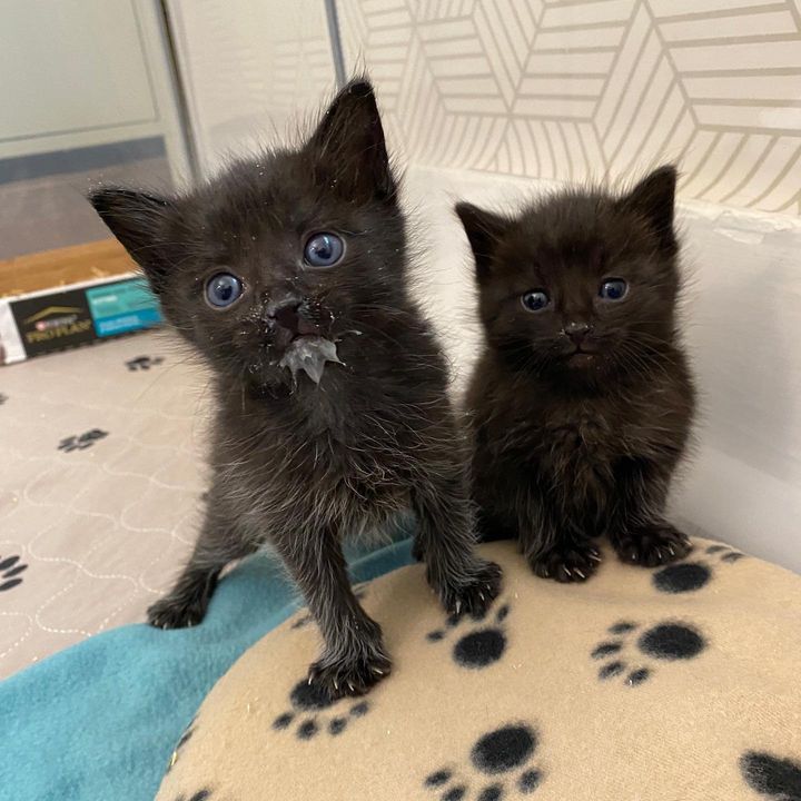 panther kitty kittens
