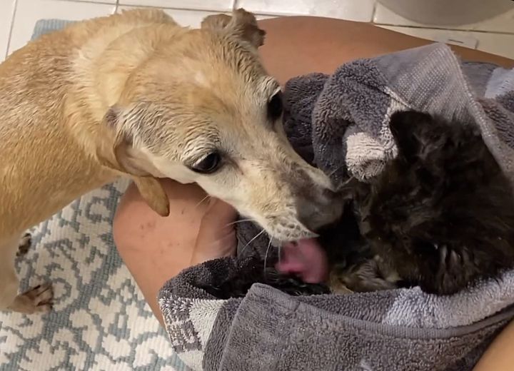 dog washes kittens