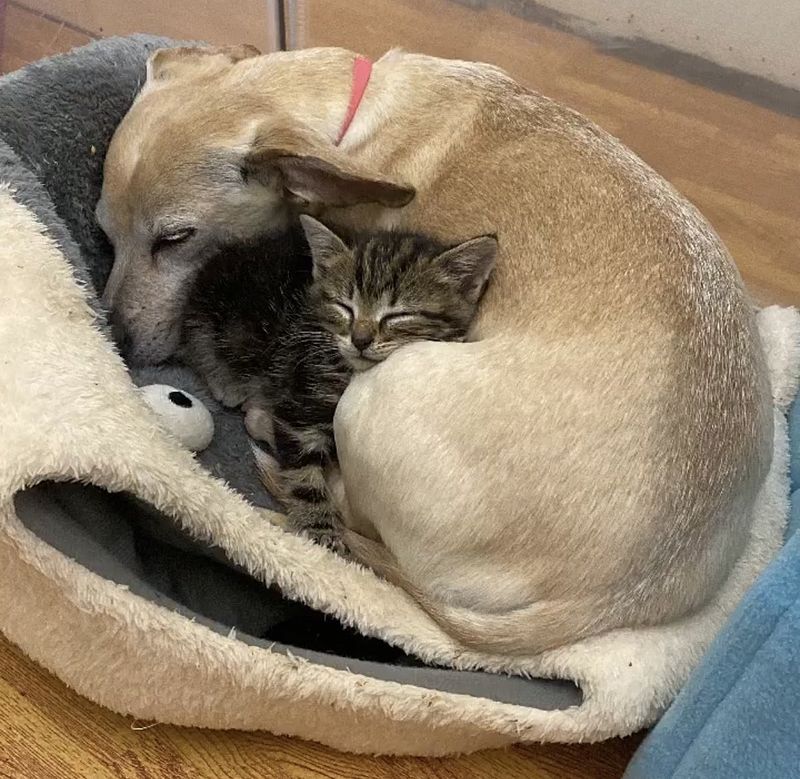 dog kitten sleeping snuggles