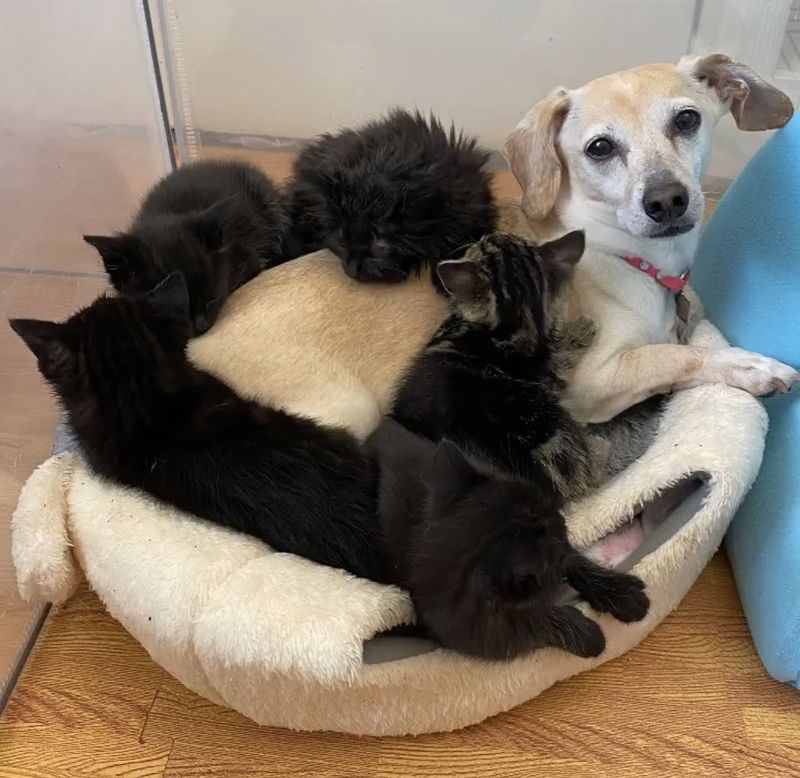 kittens snuggling dog