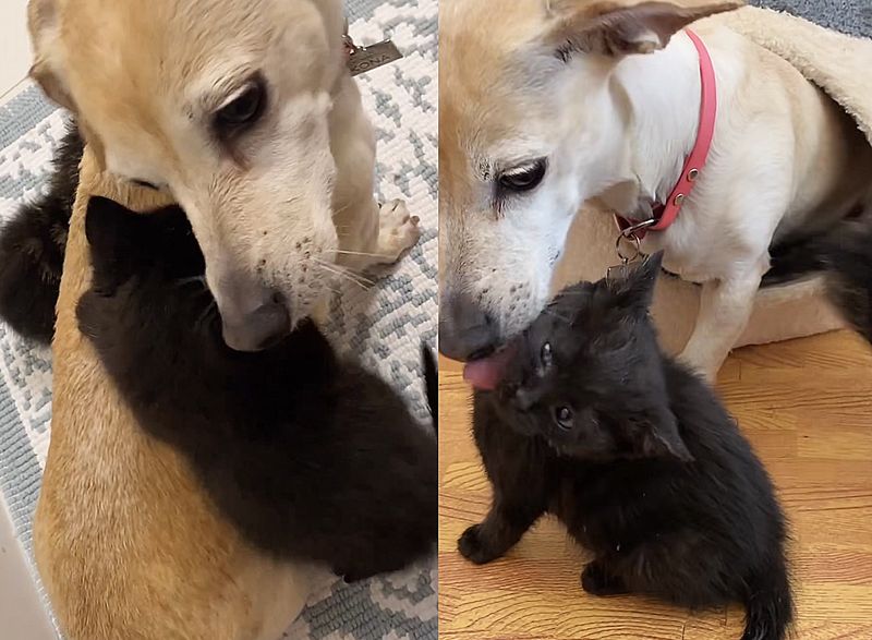 dog cares for kittens