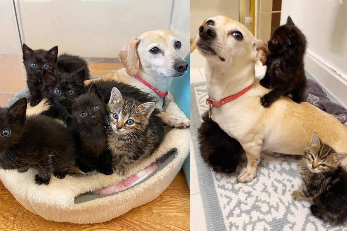 Dog Notices Kittens in the House and Decides to 'Mother' Them the Way She Knows How