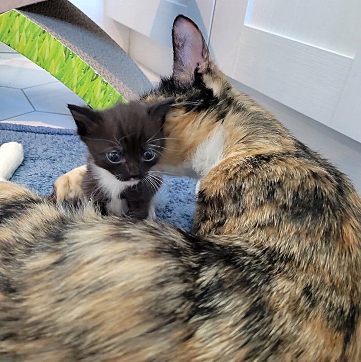 cat hugs orphan kitten
