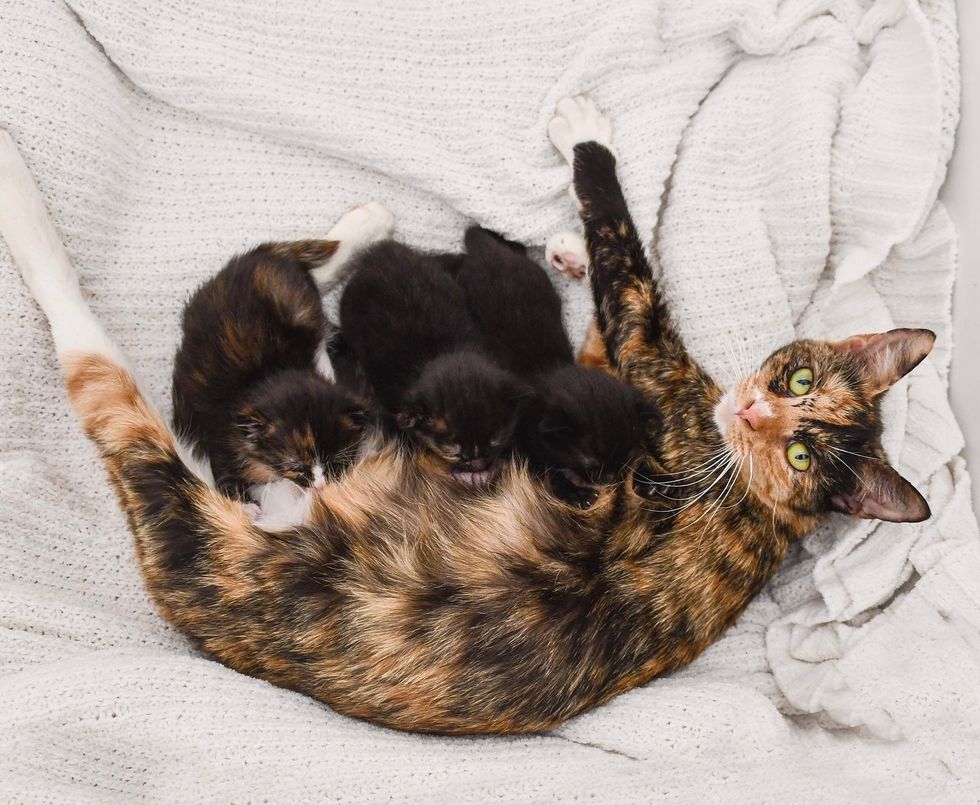 kittens nursing connected  cat