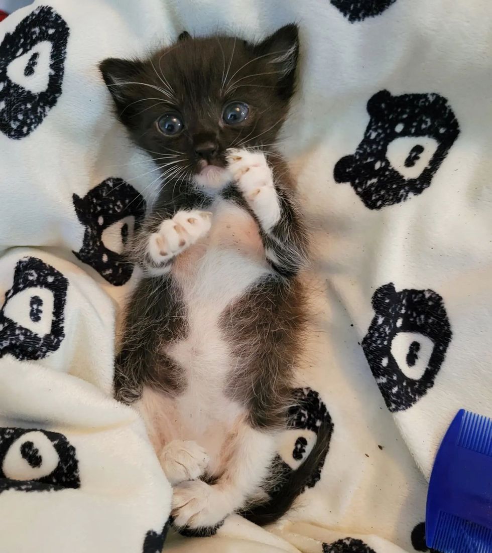 orphaned tuxedo kitten