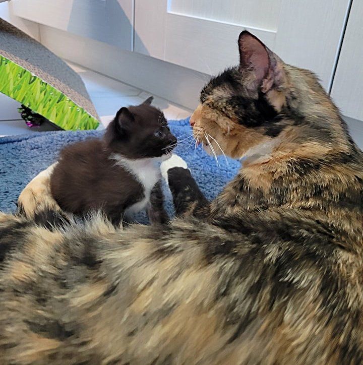 cat mom kitten