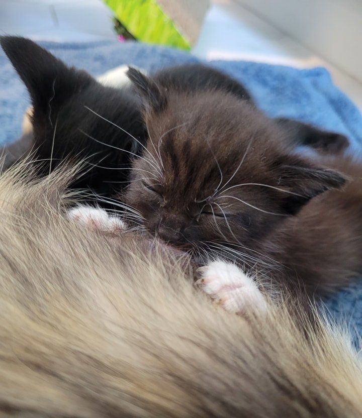 kitten nursing happy