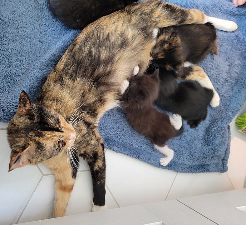 cat mom nursing kittens