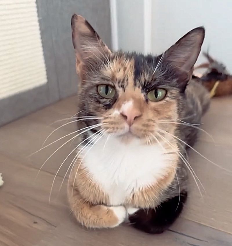 calico cat loafing