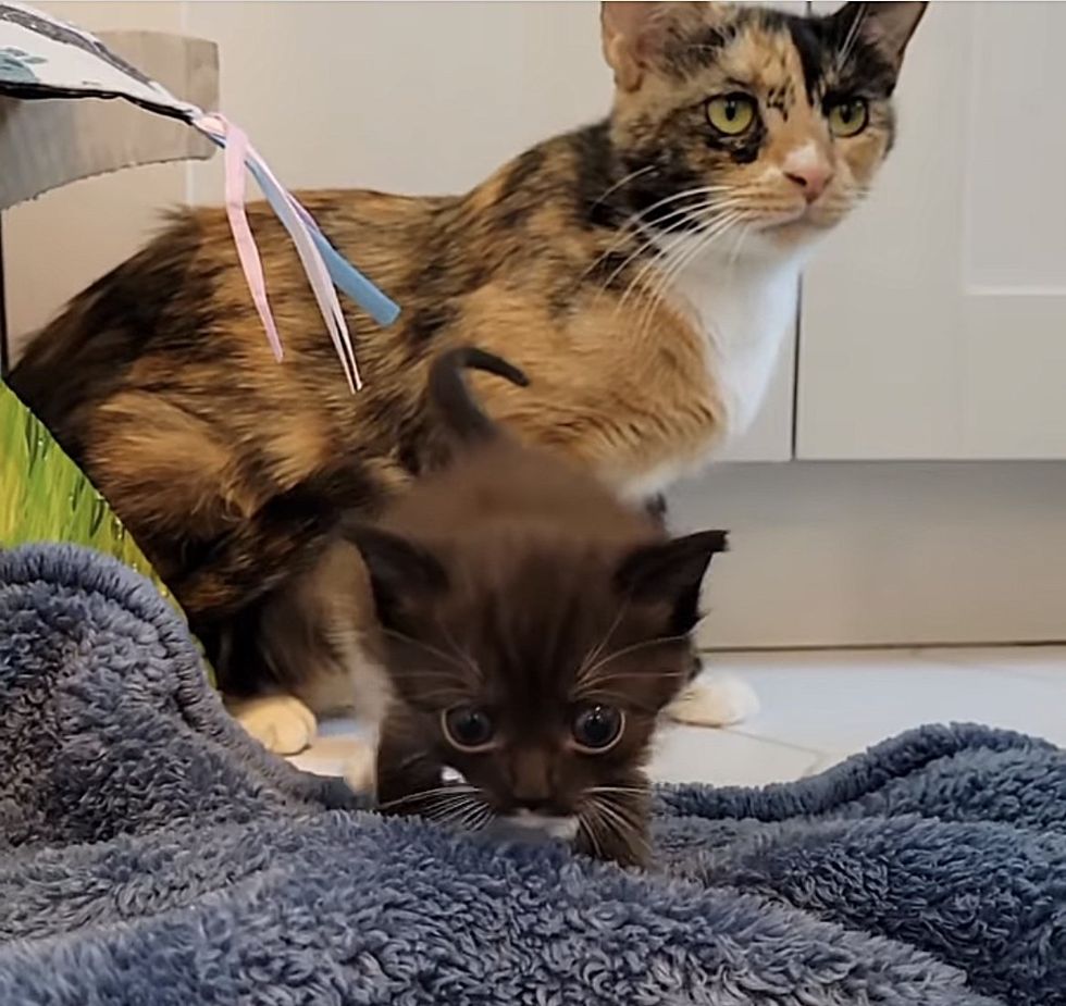 cat calico kitten tiny