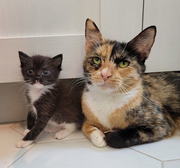 tuxedo kitten calico cat