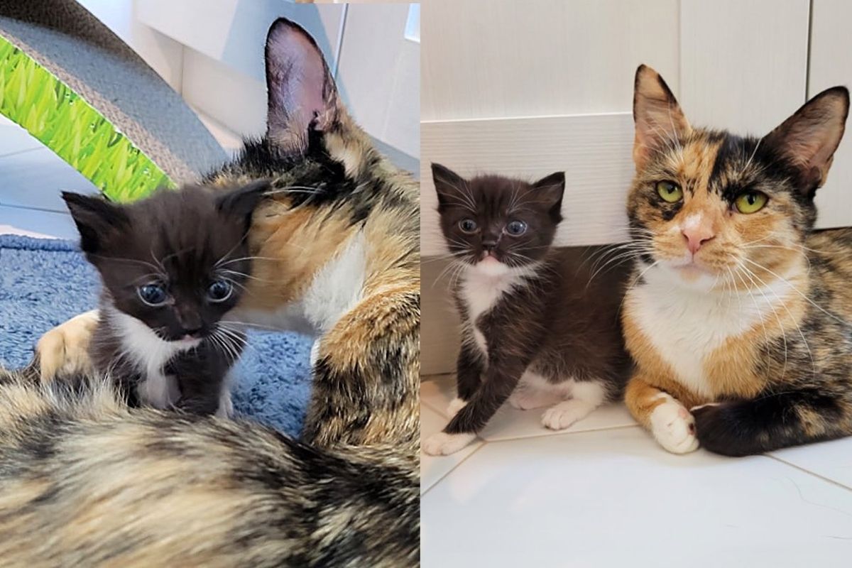 Cat Immediately Accepts Tiny Lone Kitten, Starts Raising Her Along with Her Trio and Won't Leave Her Side