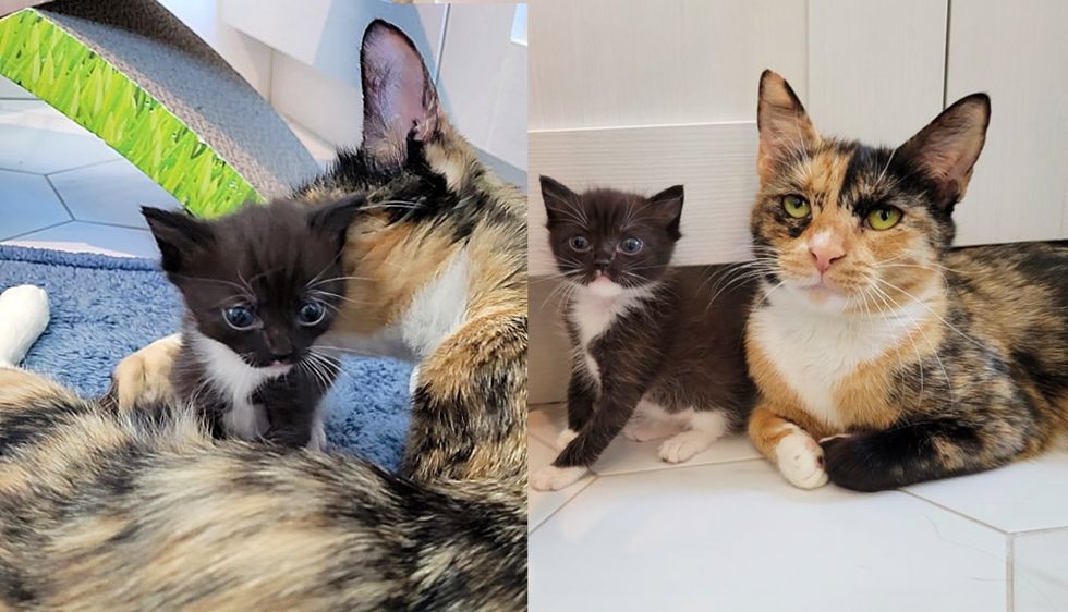 Cat Immediately Accepts Tiny Lone Kitten, Starts Raising Her Along with Her Trio and Won't Leave Her Side