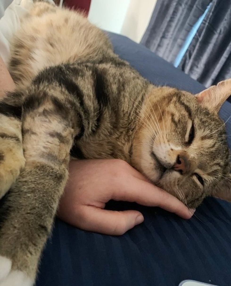 snuggly feline  tabby