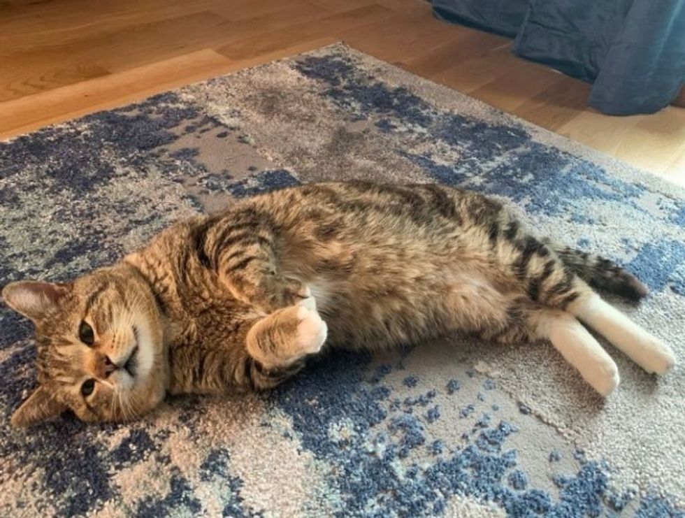 big tabby cat belly