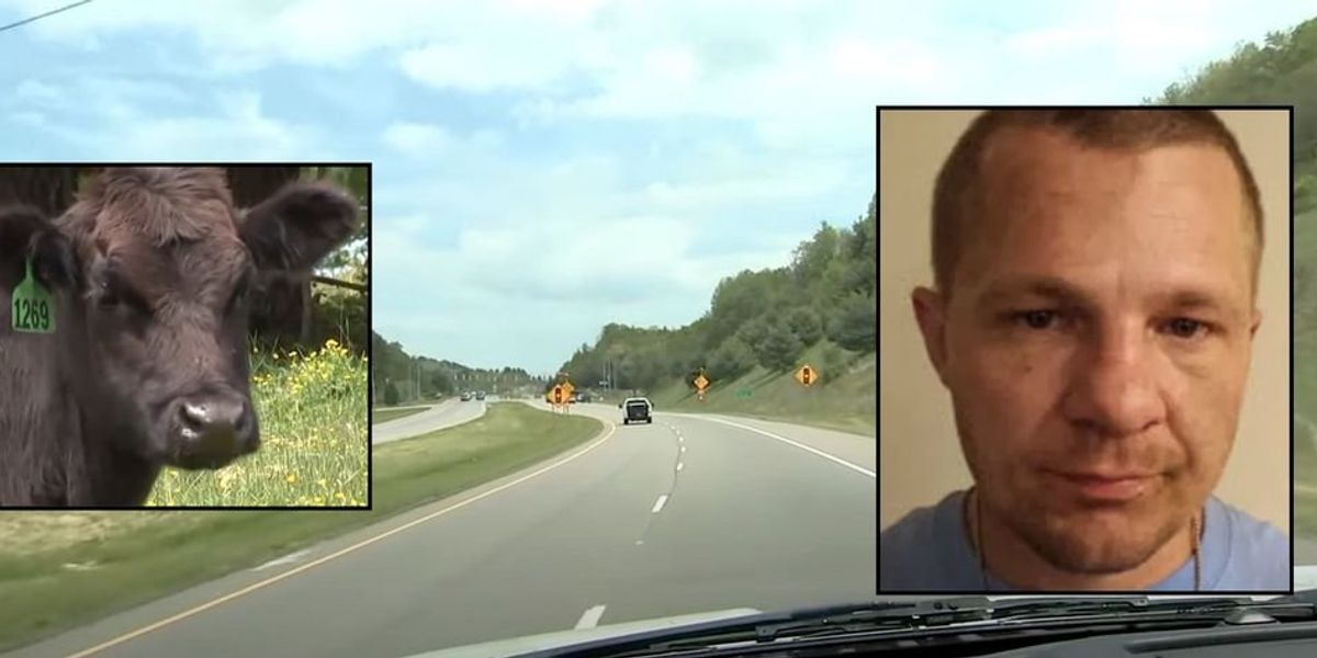 NC cops grateful for surprising assistance: 'Cows do not want suspected criminals loitering in their pasture'