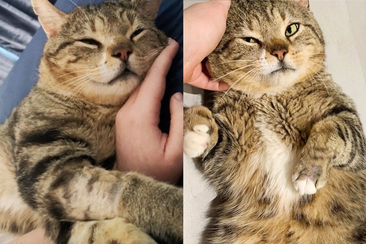 Cat Goes Around Wanting Belly Rubs from Everyone After They Fixed His Paw, He's Ready to Be Spoiled House Cat