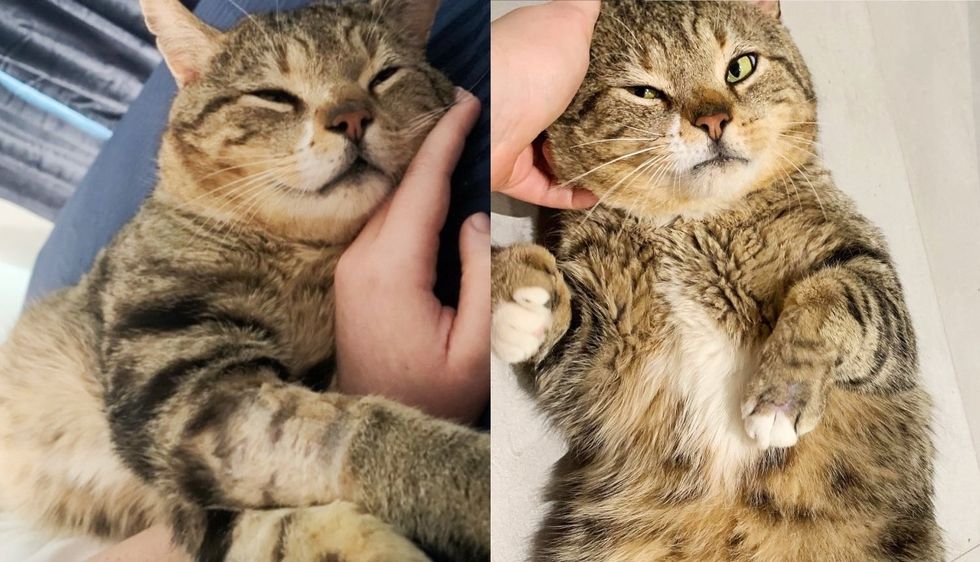 Cat Goes Around Wanting Belly Rubs from Everyone After They Fixed His Paw, He's Ready to Be Spoiled House Cat