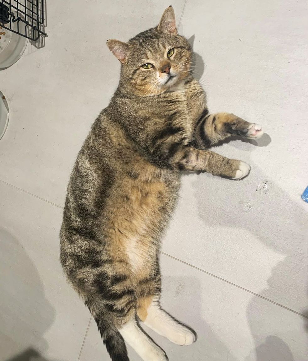 cat tabby floor rolling