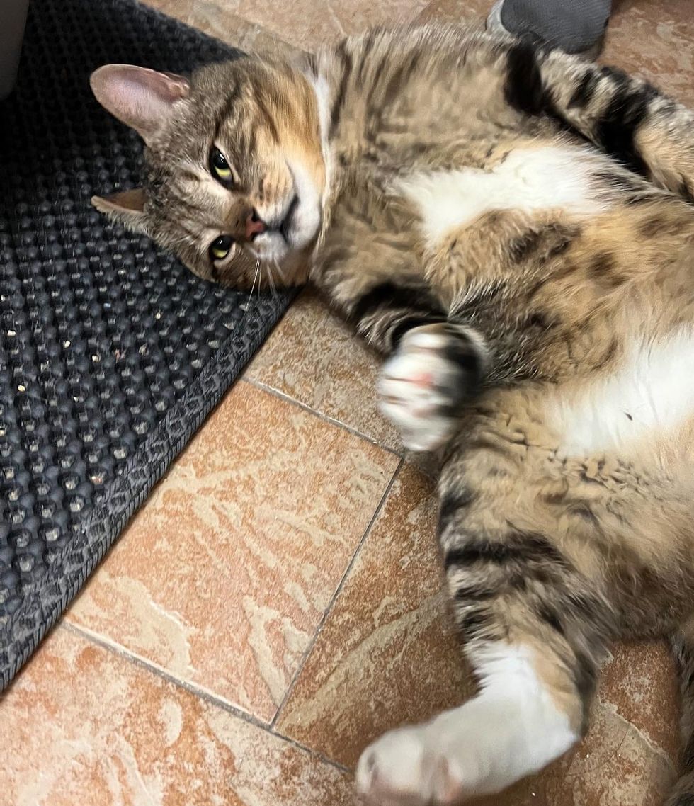 cat rolling around belly