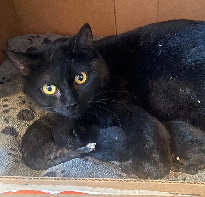 cat mom newborn kittens