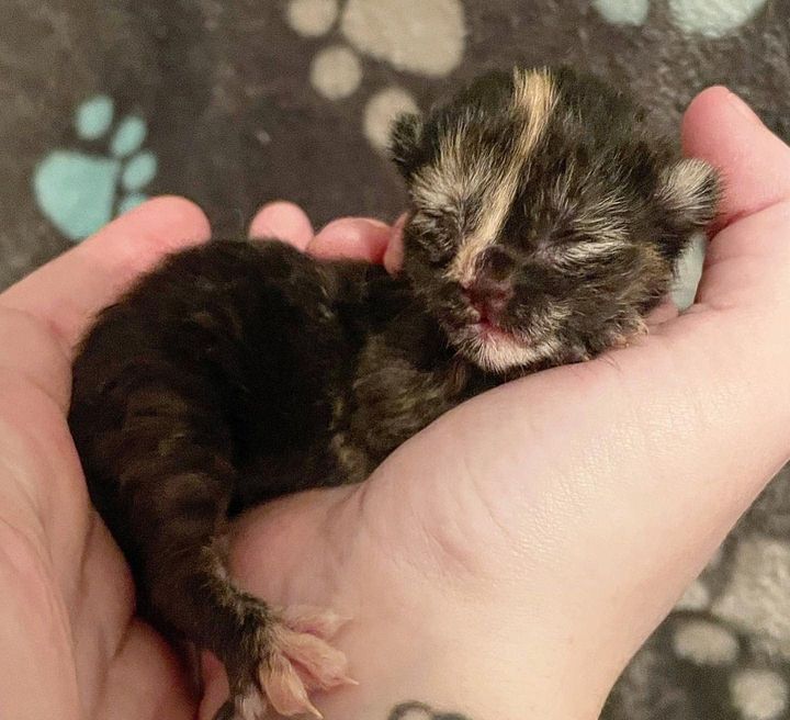 tortie newborn kitten