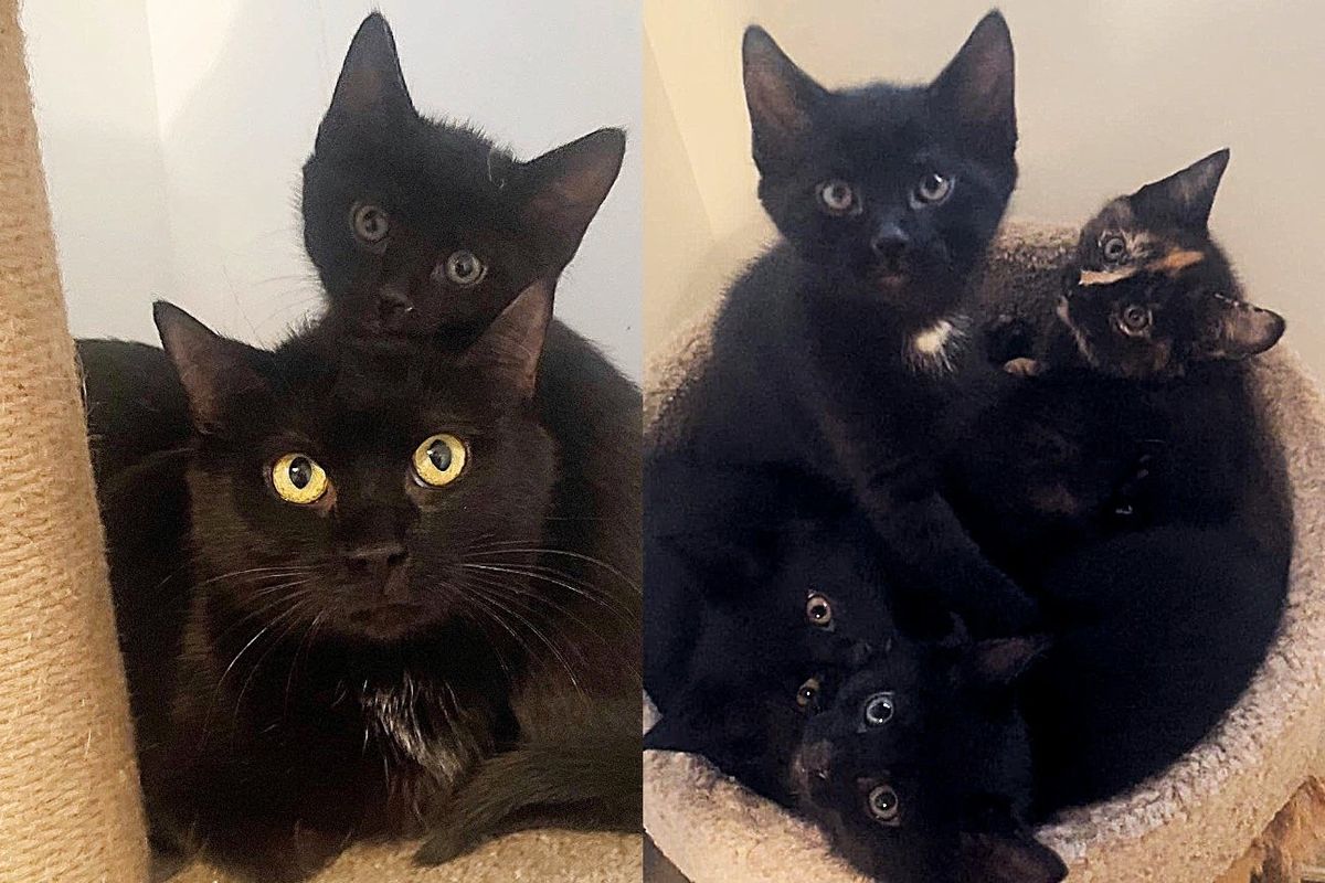 Stray Cat Meets Nice People, Has Kittens in Their House Days Later and Decides She's Done with the Streets