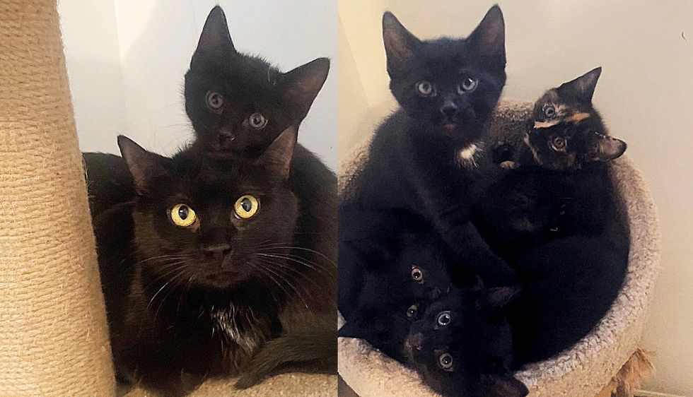 Stray Cat Meets Nice People, Has Kittens in Their House Days Later and Decides She's Done with the Streets