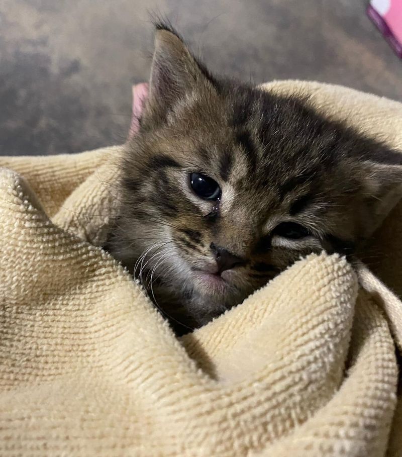 kitten purrito