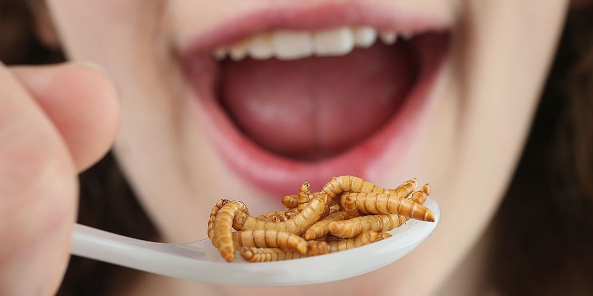 NextImg:CBS segment pushes insects as 'low-carbon solution to feed animals and the world's population'