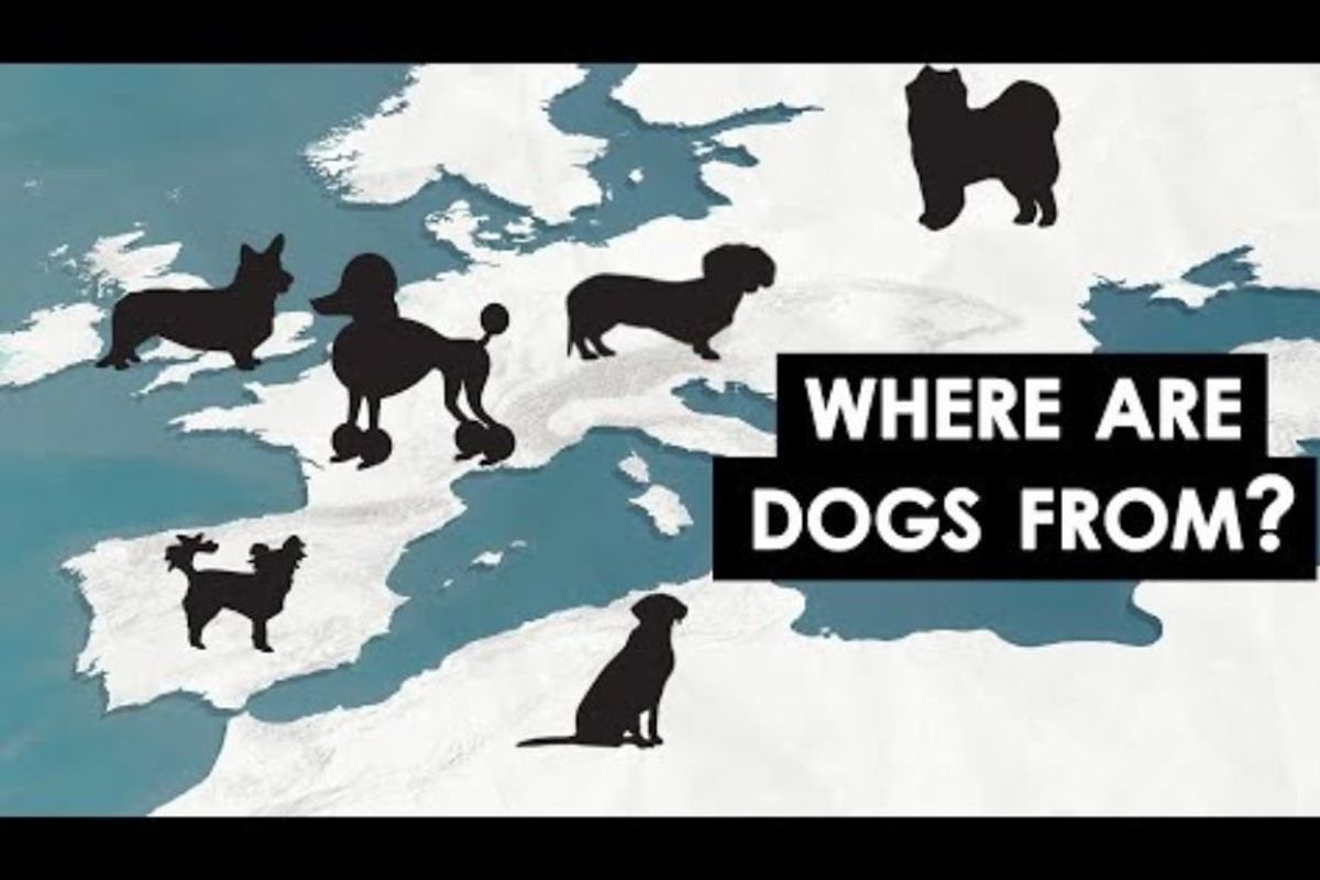 Dog breeds around the world