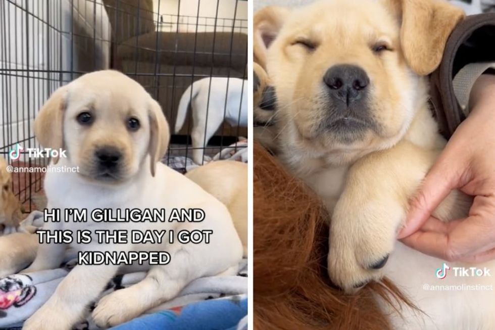 Puppy's adoption story goes viral after he gives his own POV of the day he was 'kidnapped'