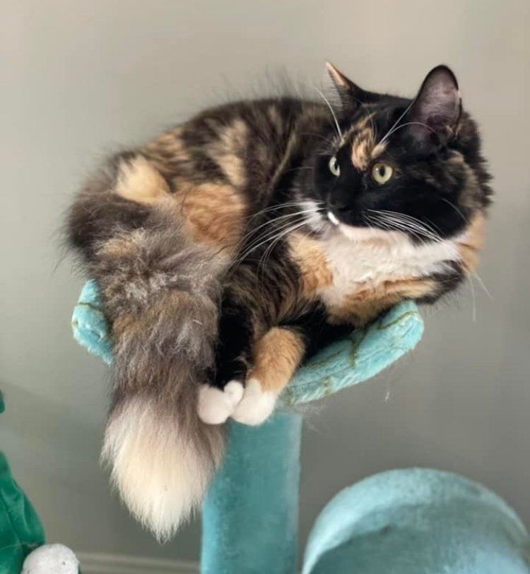 calico cat fluffy tail