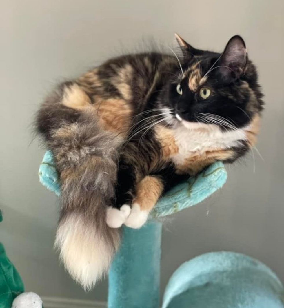 calico cat fluffy tail