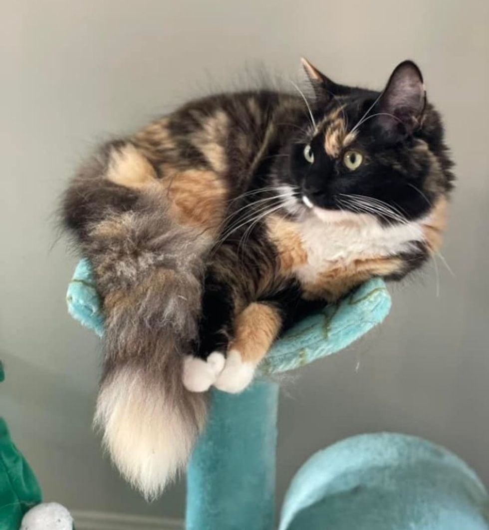 calico feline  fluffy tail