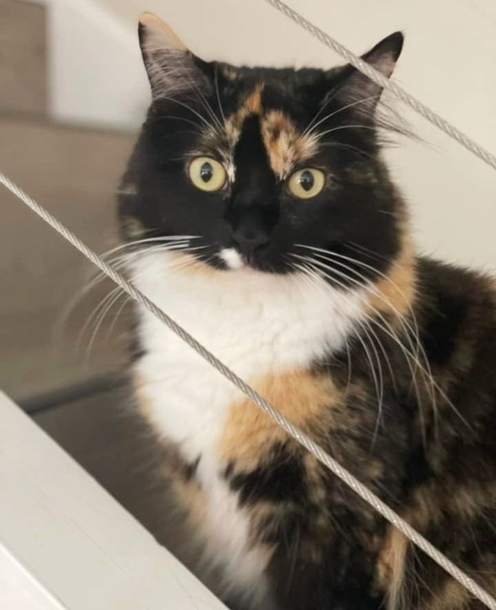 beautiful calico cat adele