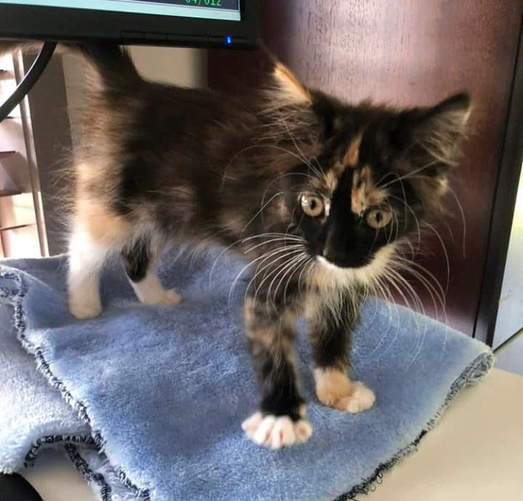 calico kitten tiny