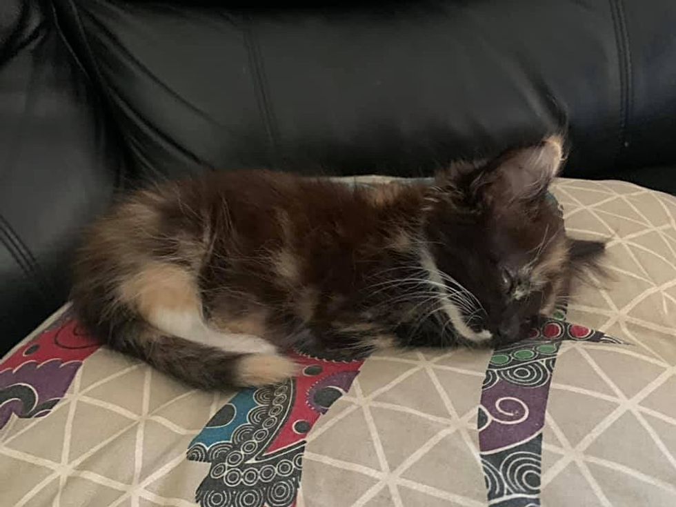 sleeping calico kitten