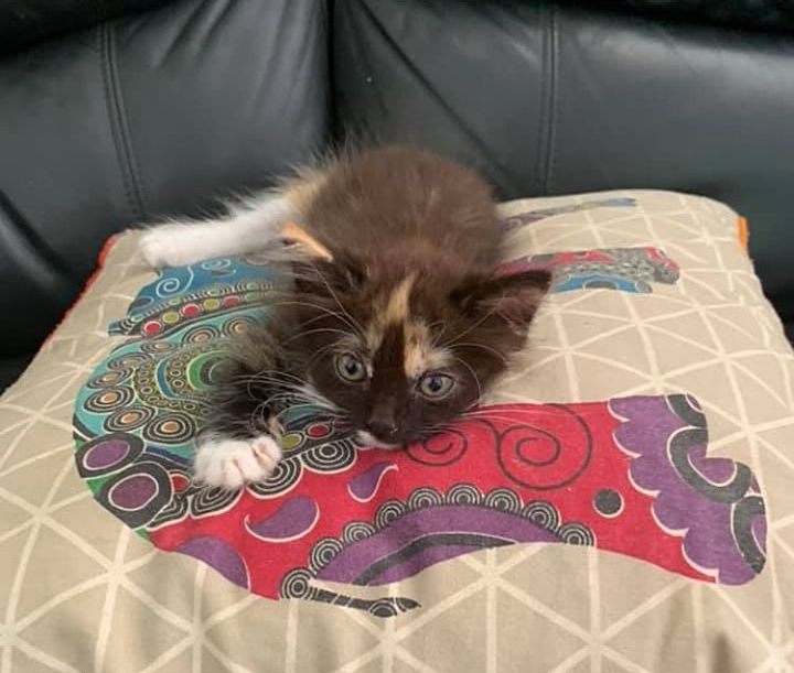 sweet calico kitten