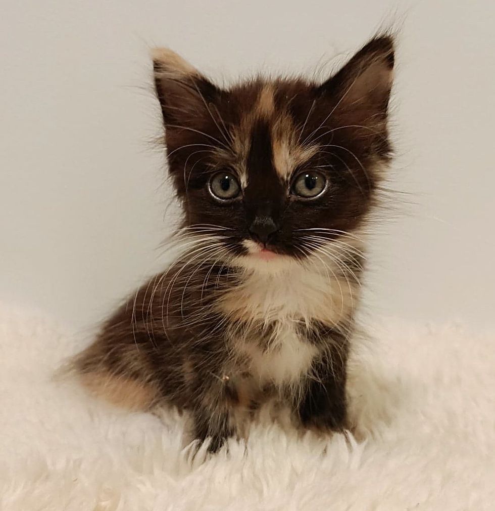 Adorable calico kitten Adele