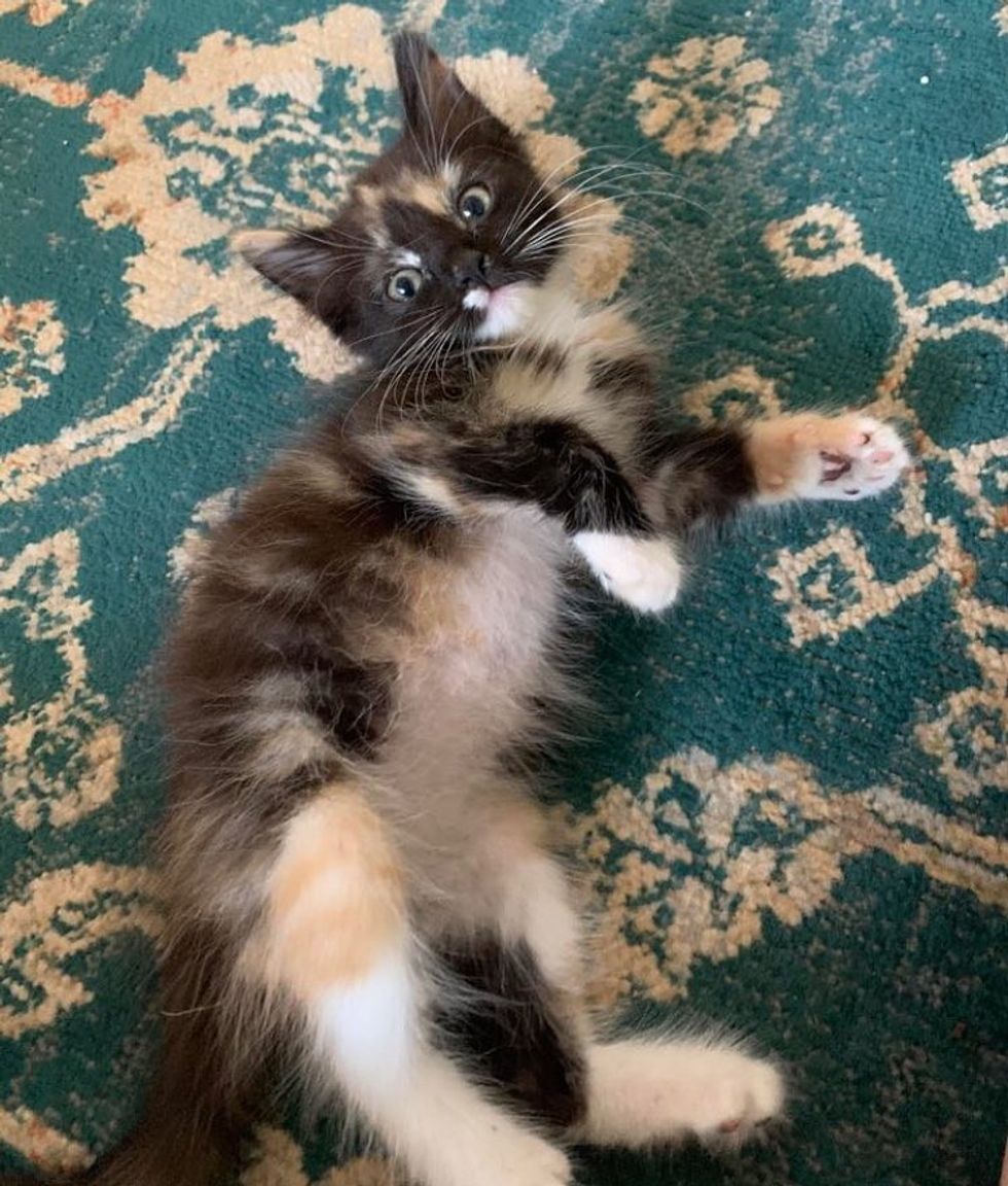 sweet calico kitten