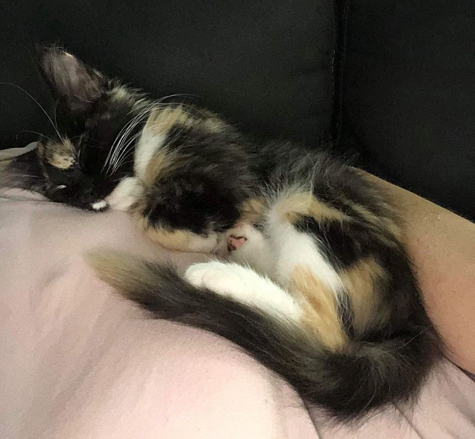 Calico kitten sleeping snugly