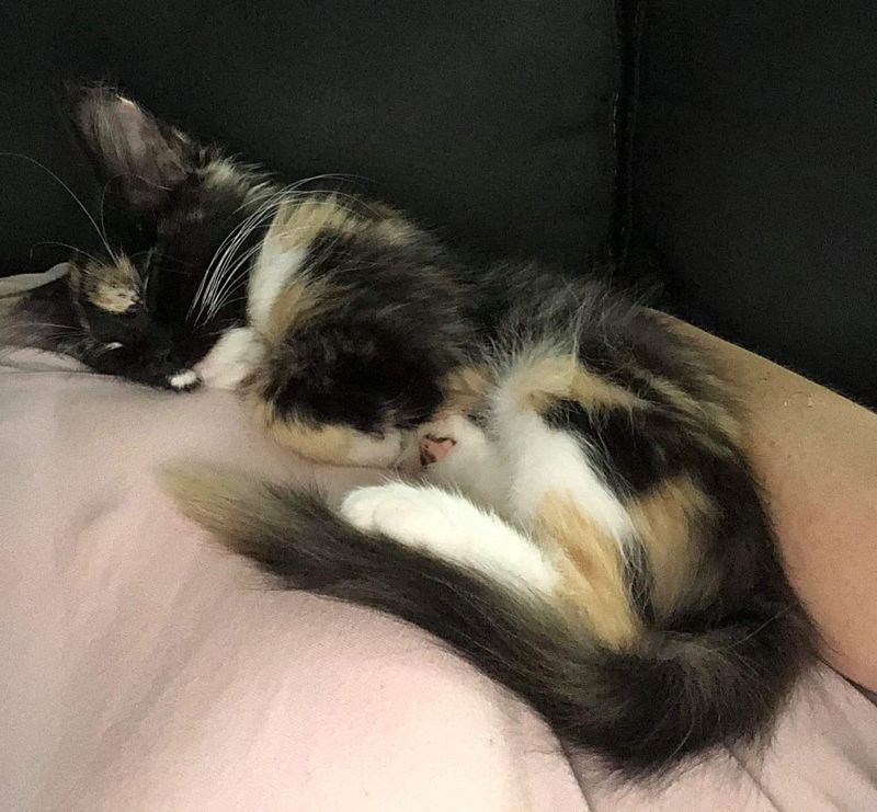 calico sleeping kitten snuggly