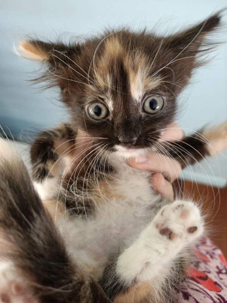 tiny calico kitten