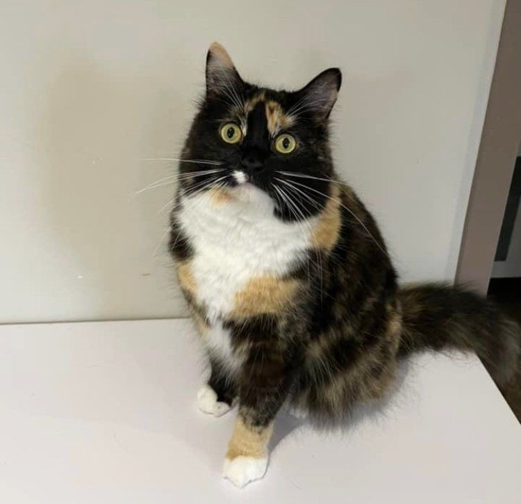 beautiful fluffy calico cat