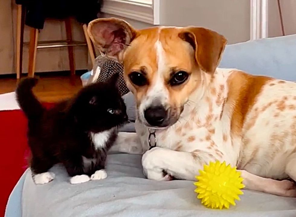 kitten dog friends