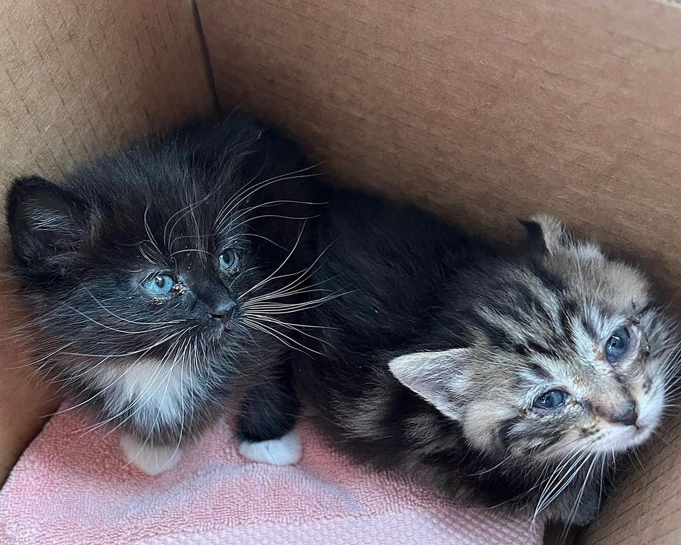 kittens rescue orphans