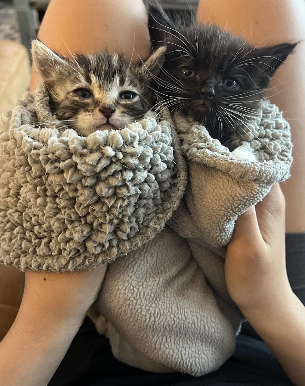 snuggly kittens purritos