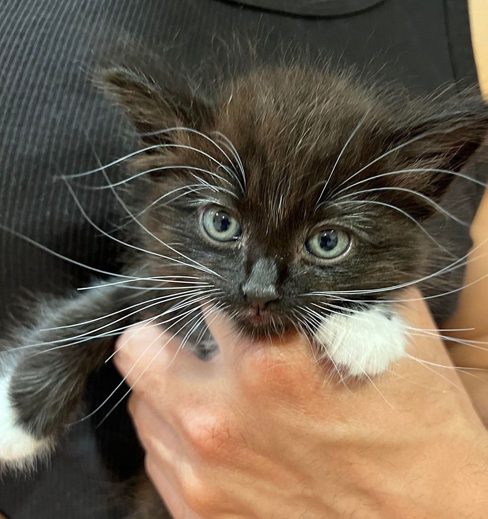 tuxedo kitten cute