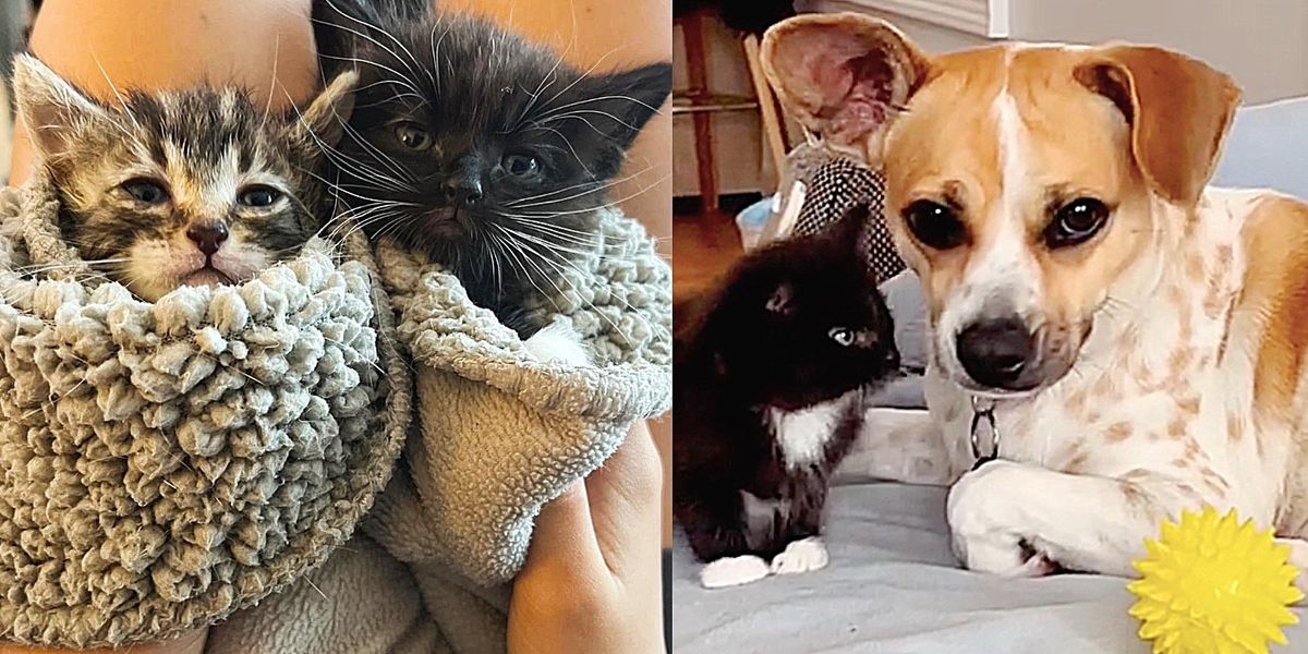 Kittens Arrive at Rescue Needing Help and TLC, They Meet Dog Who Knows